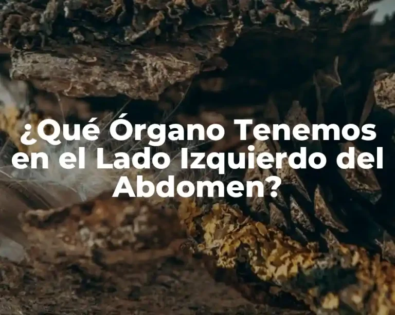 ¿Qué Órgano Tenemos en el Lado Izquierdo del Abdomen?
