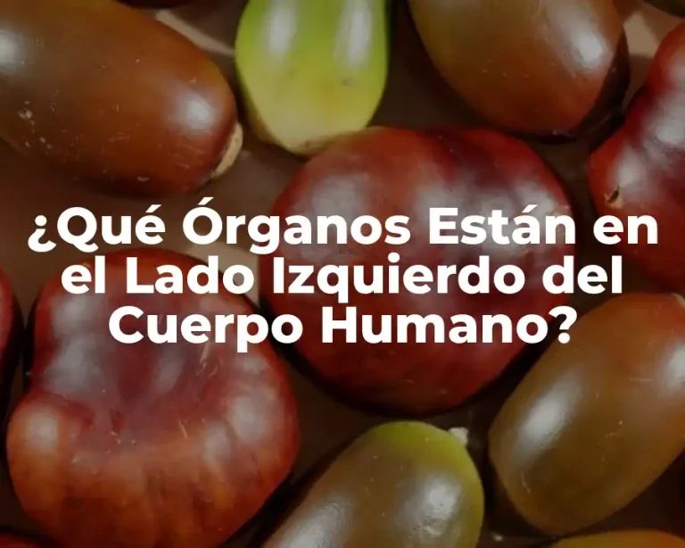 ¿Qué Órganos Están en el Lado Izquierdo del Cuerpo Humano?