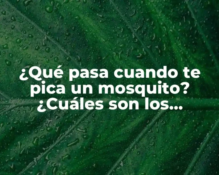 ¿Qué pasa cuando te pica un mosquito? ¿Cuáles son los síntomas y tratamientos?