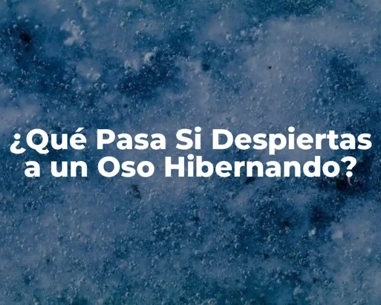 ¿Qué Pasa Si Despiertas a un Oso Hibernando?