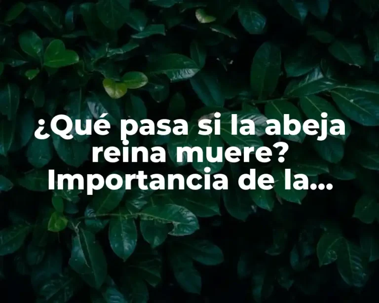 ¿Qué pasa si la abeja reina muere? Importancia de la supervivencia de la reina en la colonia