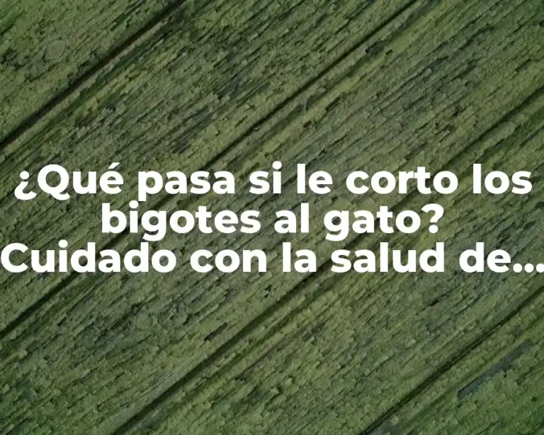 ¿Qué pasa si le corto los bigotes al gato? Cuidado con la salud de tu felino