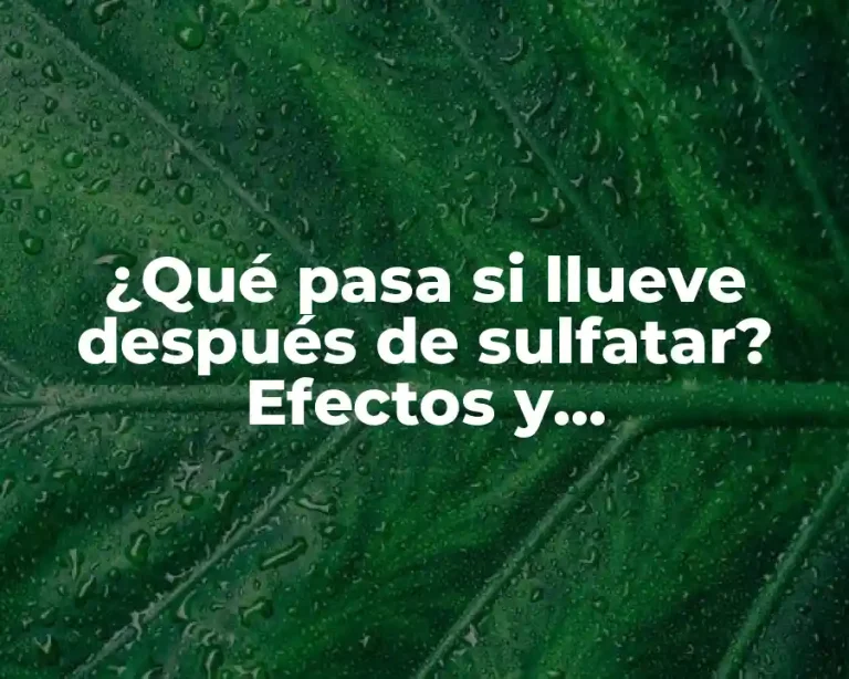 ¿Qué pasa si llueve después de sulfatar? Efectos y recomendaciones