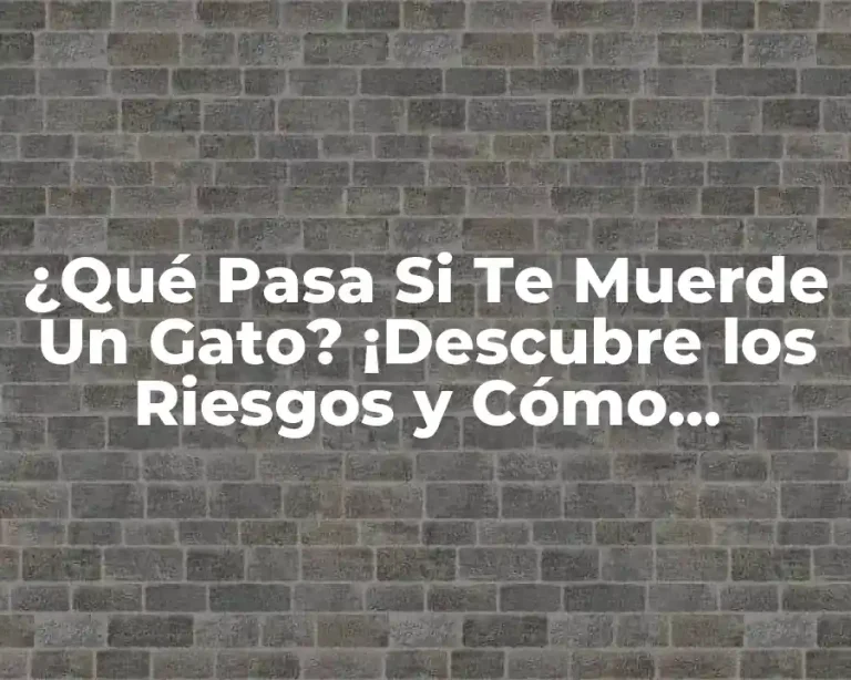 ¿Qué Pasa Si Te Muerde Un Gato? ¡Descubre los Riesgos y Cómo Prevenirlos!