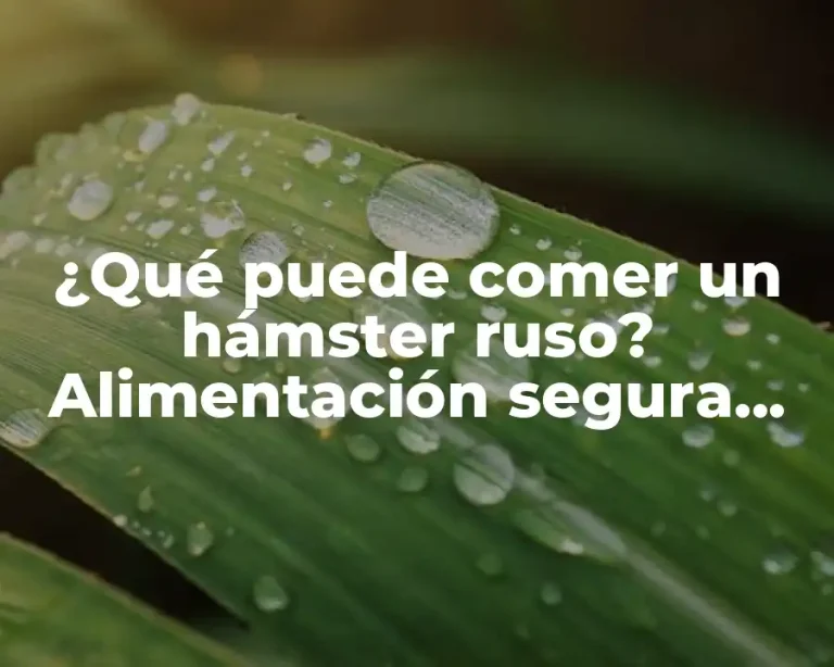 ¿Qué puede comer un hámster ruso? Alimentación segura para tus pequeños amigos