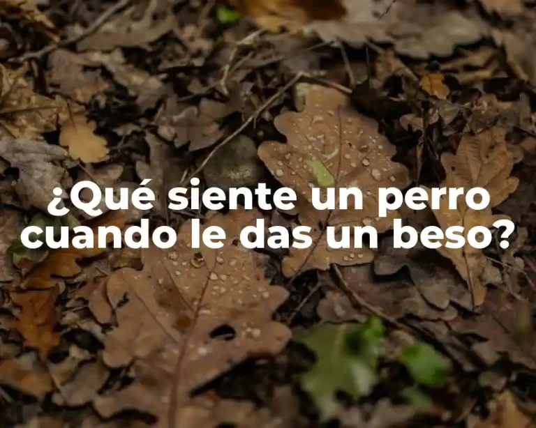 ¿Qué siente un perro cuando le das un beso?