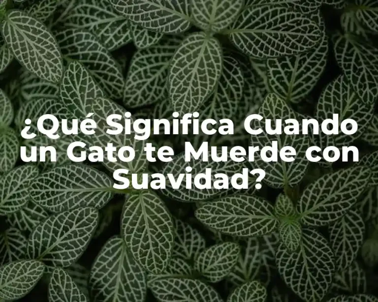 ¿Qué Significa Cuando un Gato te Muerde con Suavidad?