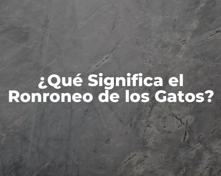 ¿Qué Significa el Ronroneo de los Gatos?