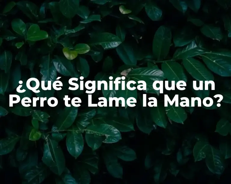 ¿Qué Significa que un Perro te Lame la Mano?