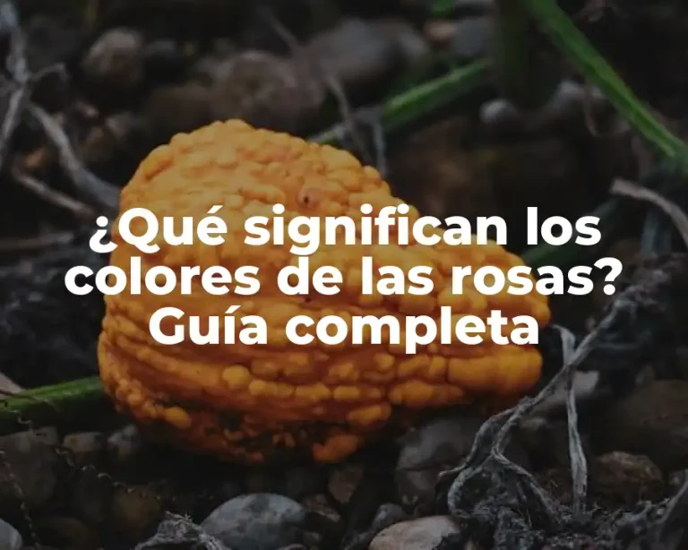 ¿Qué significan los colores de las rosas? Guía completa