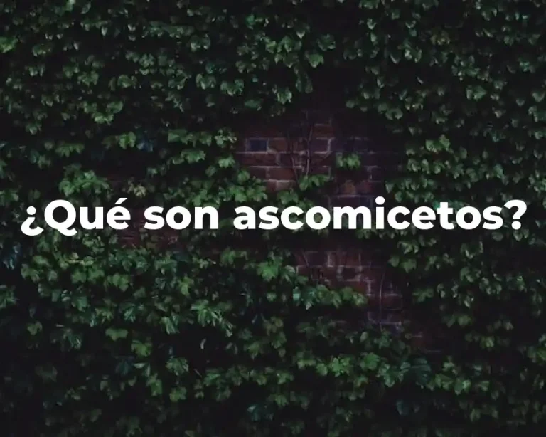 ¿Qué son ascomicetos?