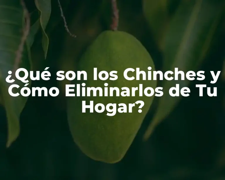 ¿Qué son los Chinches y Cómo Eliminarlos de Tu Hogar?