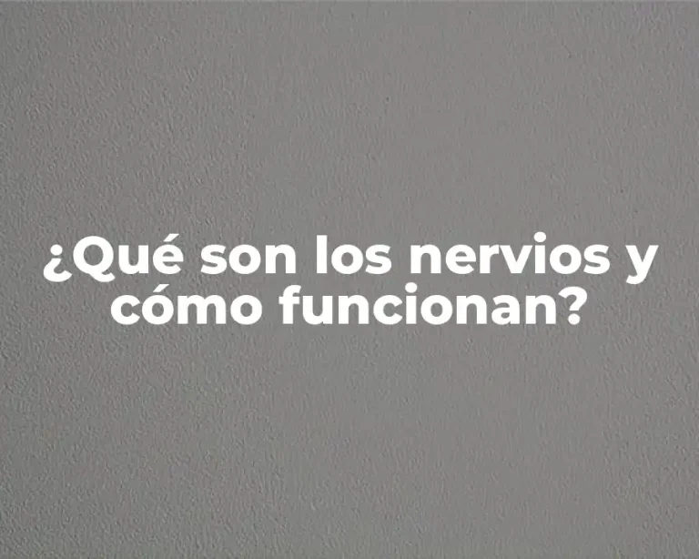 ¿Qué son los nervios y cómo funcionan?