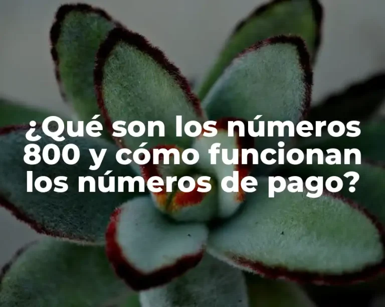 ¿Qué son los números 800 y cómo funcionan los números de pago?