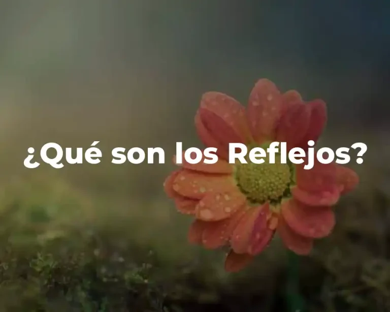 ¿Qué son los Reflejos?