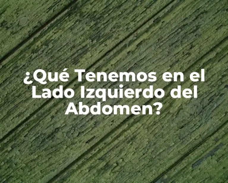 ¿Qué Tenemos en el Lado Izquierdo del Abdomen?