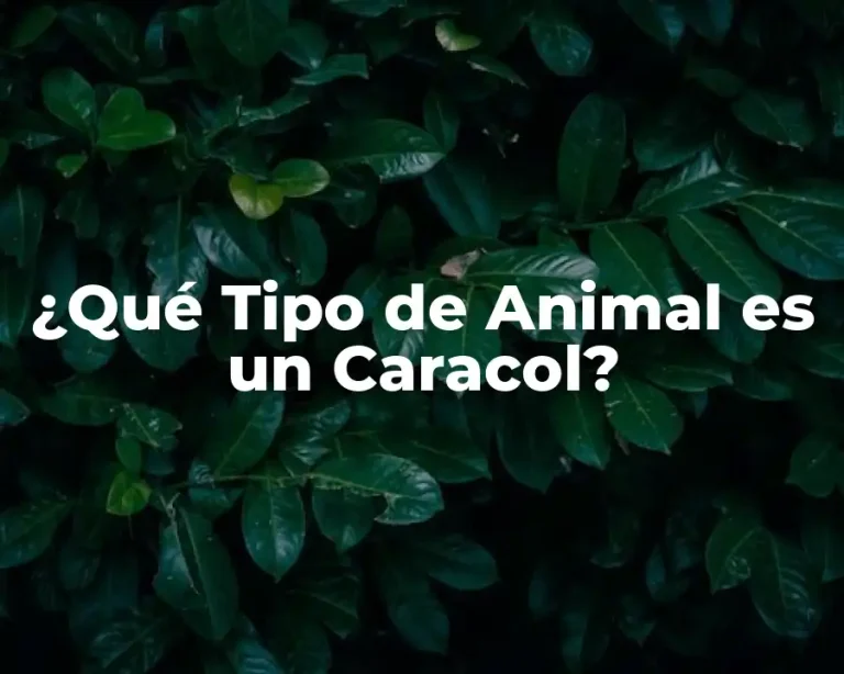 ¿Qué Tipo de Animal es un Caracol?