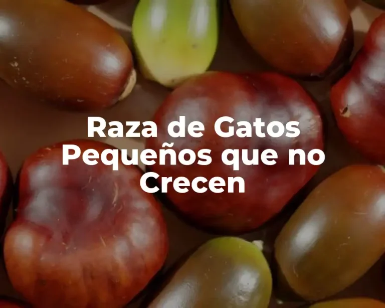 Raza de Gatos Pequeños que no Crecen