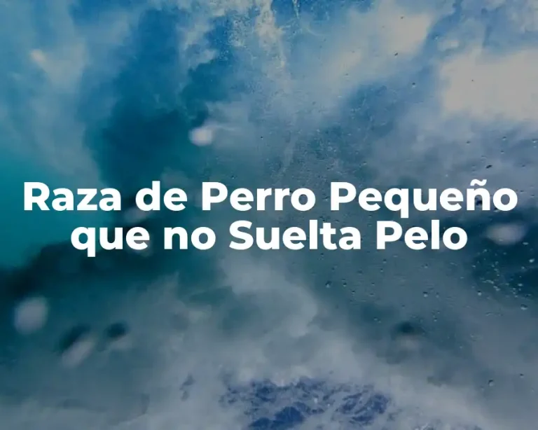 Raza de Perro Pequeño que no Suelta Pelo