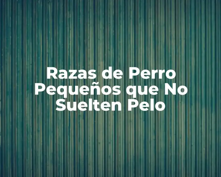 Razas de Perro Pequeños que No Suelten Pelo