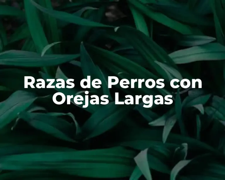 Razas de Perros con Orejas Largas