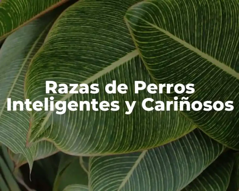 Razas de Perros Inteligentes y Cariñosos