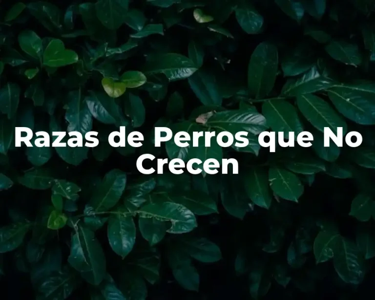 Razas de Perros que No Crecen