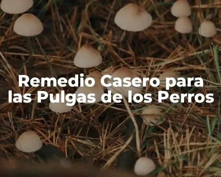 Remedio Casero para las Pulgas de los Perros