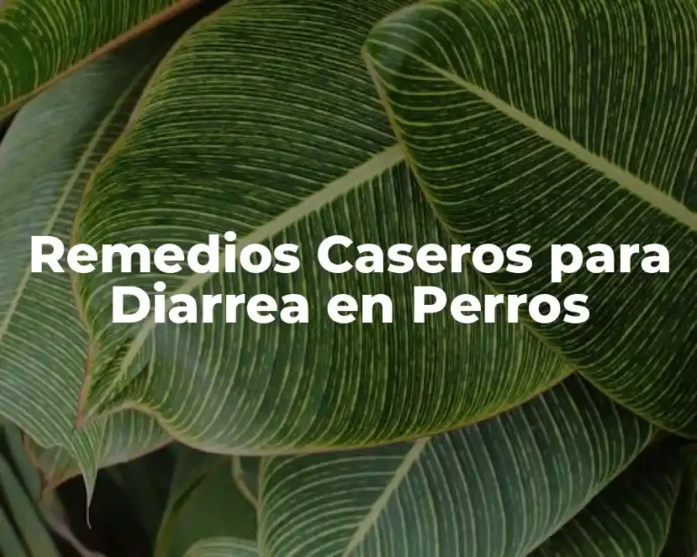 Remedios Caseros para Diarrea en Perros