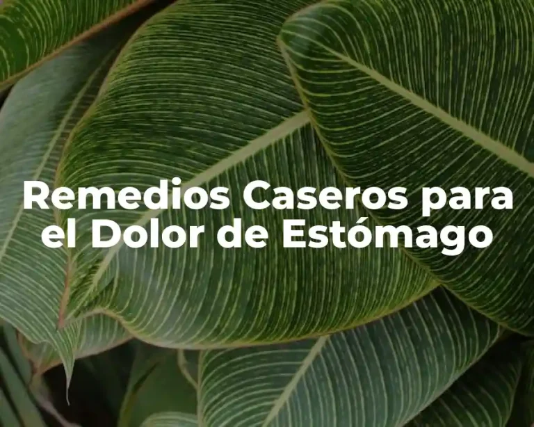 Remedios Caseros para el Dolor de Estómago