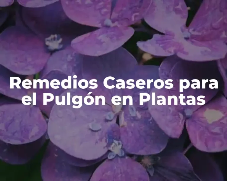 Remedios Caseros para el Pulgón en Plantas