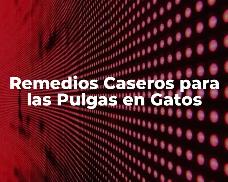 Remedios Caseros para las Pulgas en Gatos