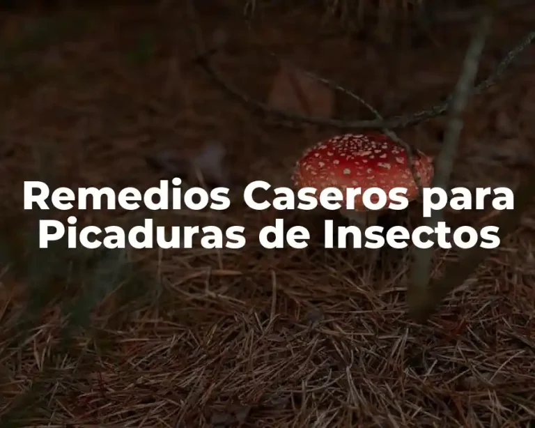 Remedios Caseros para Picaduras de Insectos