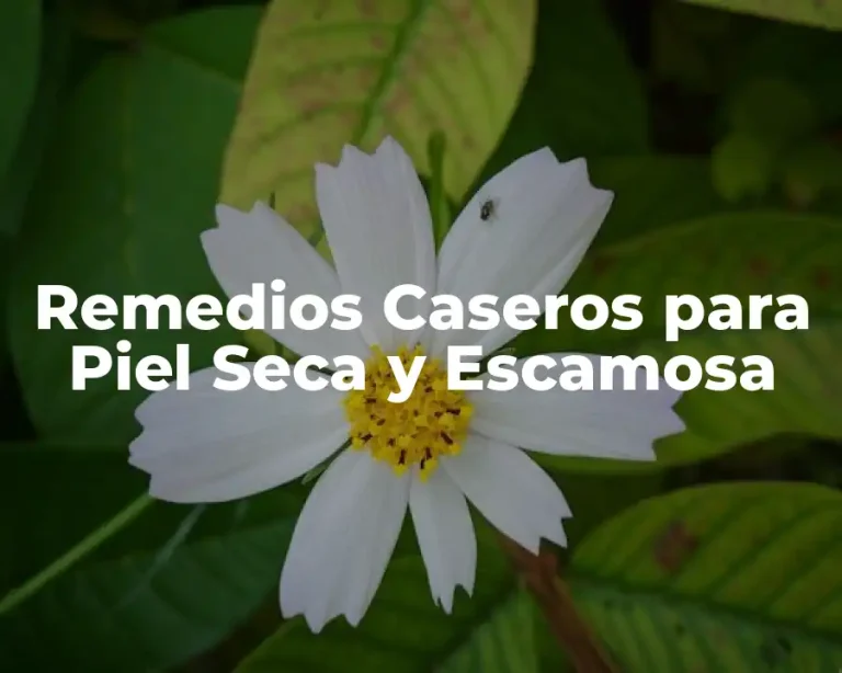 Remedios Caseros para Piel Seca y Escamosa