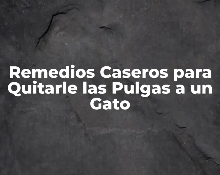 Remedios Caseros para Quitarle las Pulgas a un Gato