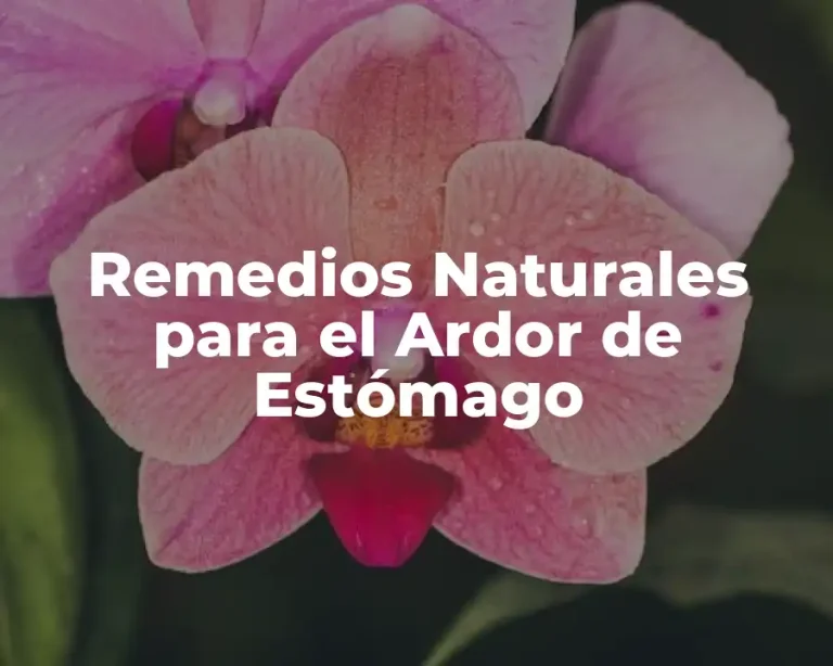 Remedios Naturales para el Ardor de Estómago