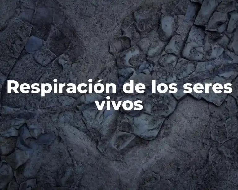 Respiración de los seres vivos