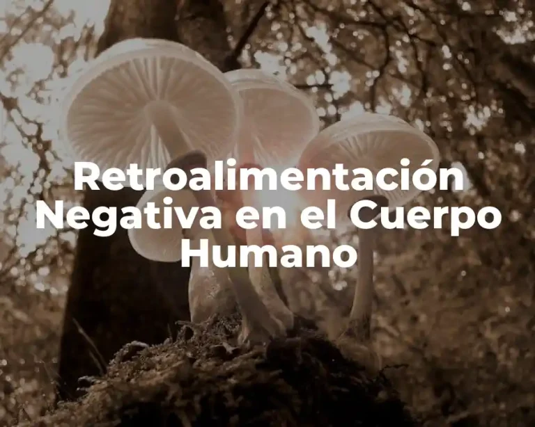 Retroalimentación Negativa en el Cuerpo Humano