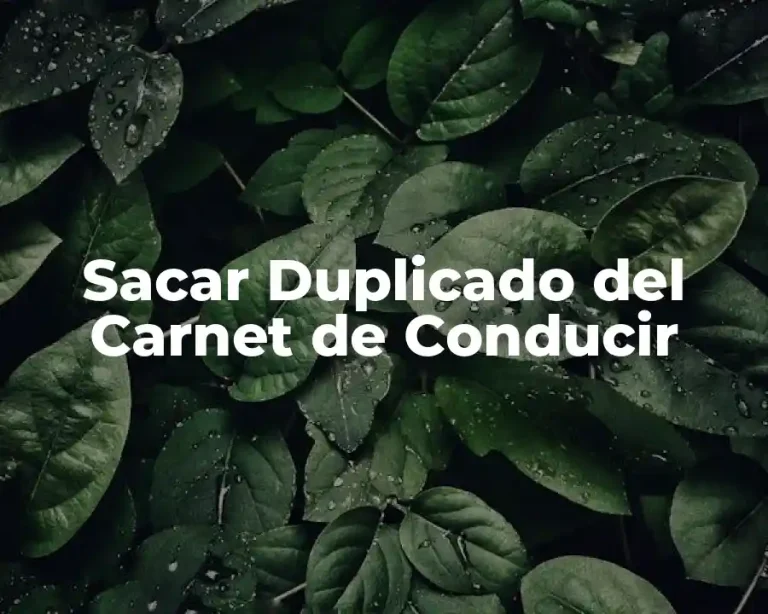 Sacar Duplicado del Carnet de Conducir