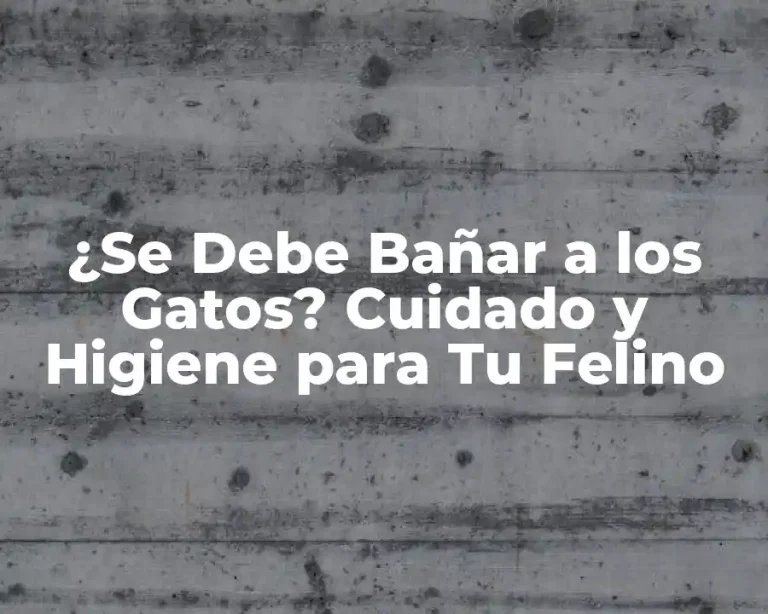 ¿Se Debe Bañar a los Gatos? Cuidado y Higiene para Tu Felino