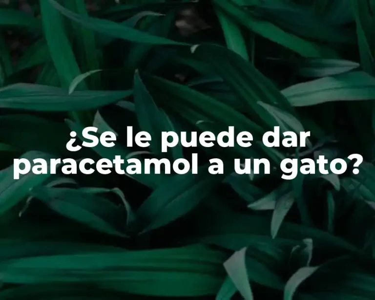 ¿Se le puede dar paracetamol a un gato?