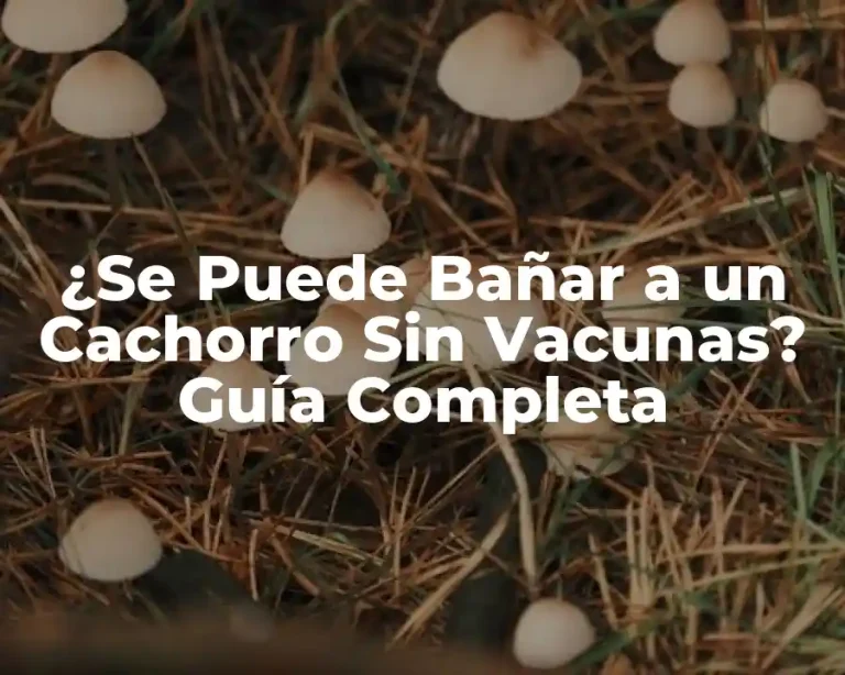 ¿Se Puede Bañar a un Cachorro Sin Vacunas? Guía Completa