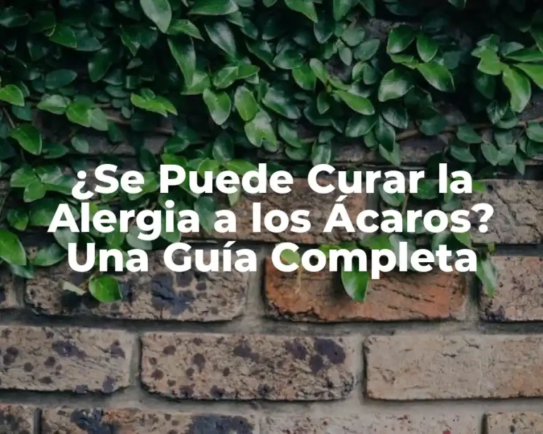 ¿Se Puede Curar la Alergia a los Ácaros? Una Guía Completa