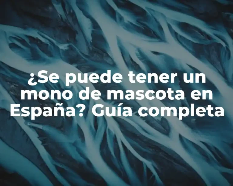 ¿Se puede tener un mono de mascota en España? Guía completa