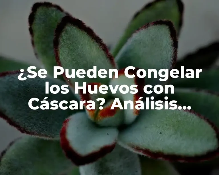 ¿Se Pueden Congelar los Huevos con Cáscara? Análisis Detallado