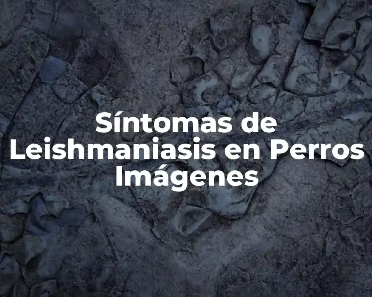 Síntomas de Leishmaniasis en Perros Imágenes