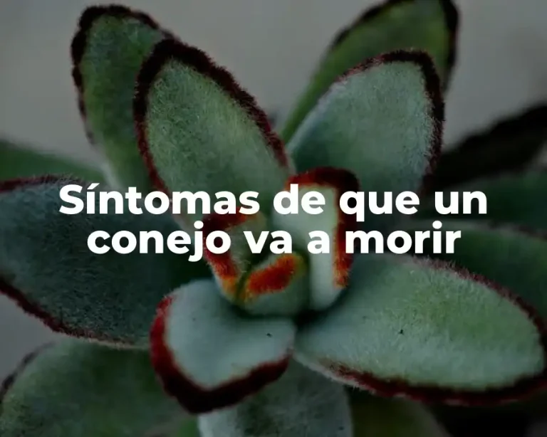 Síntomas de que un conejo va a morir