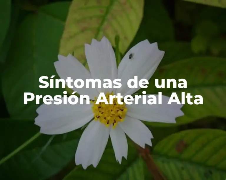 Síntomas de una Presión Arterial Alta