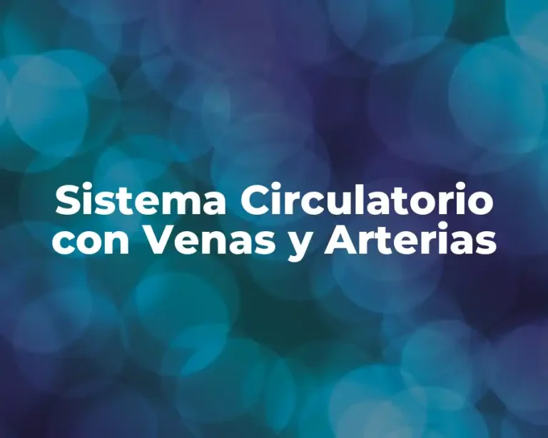 Sistema Circulatorio con Venas y Arterias