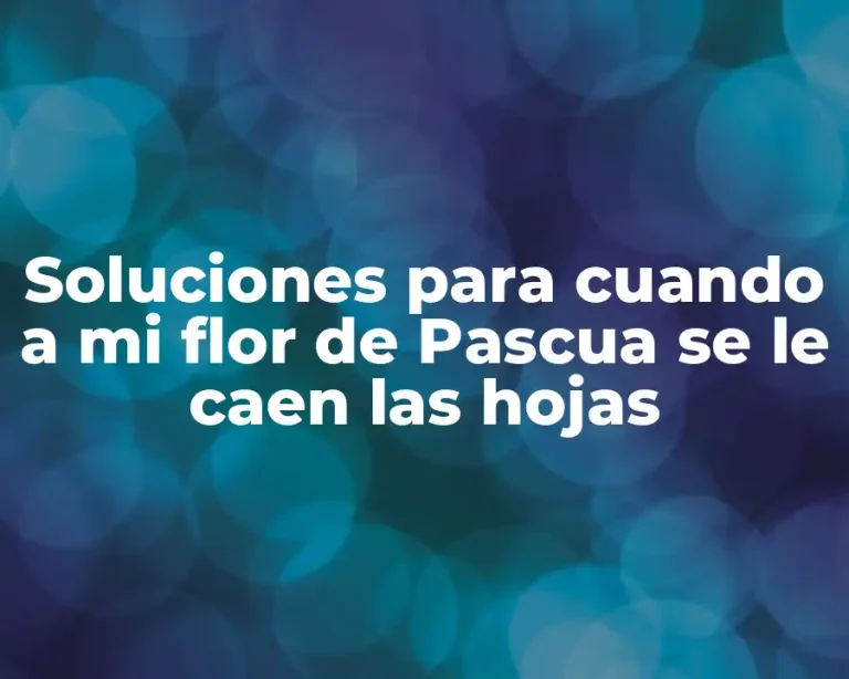 Soluciones para cuando a mi flor de Pascua se le caen las hojas